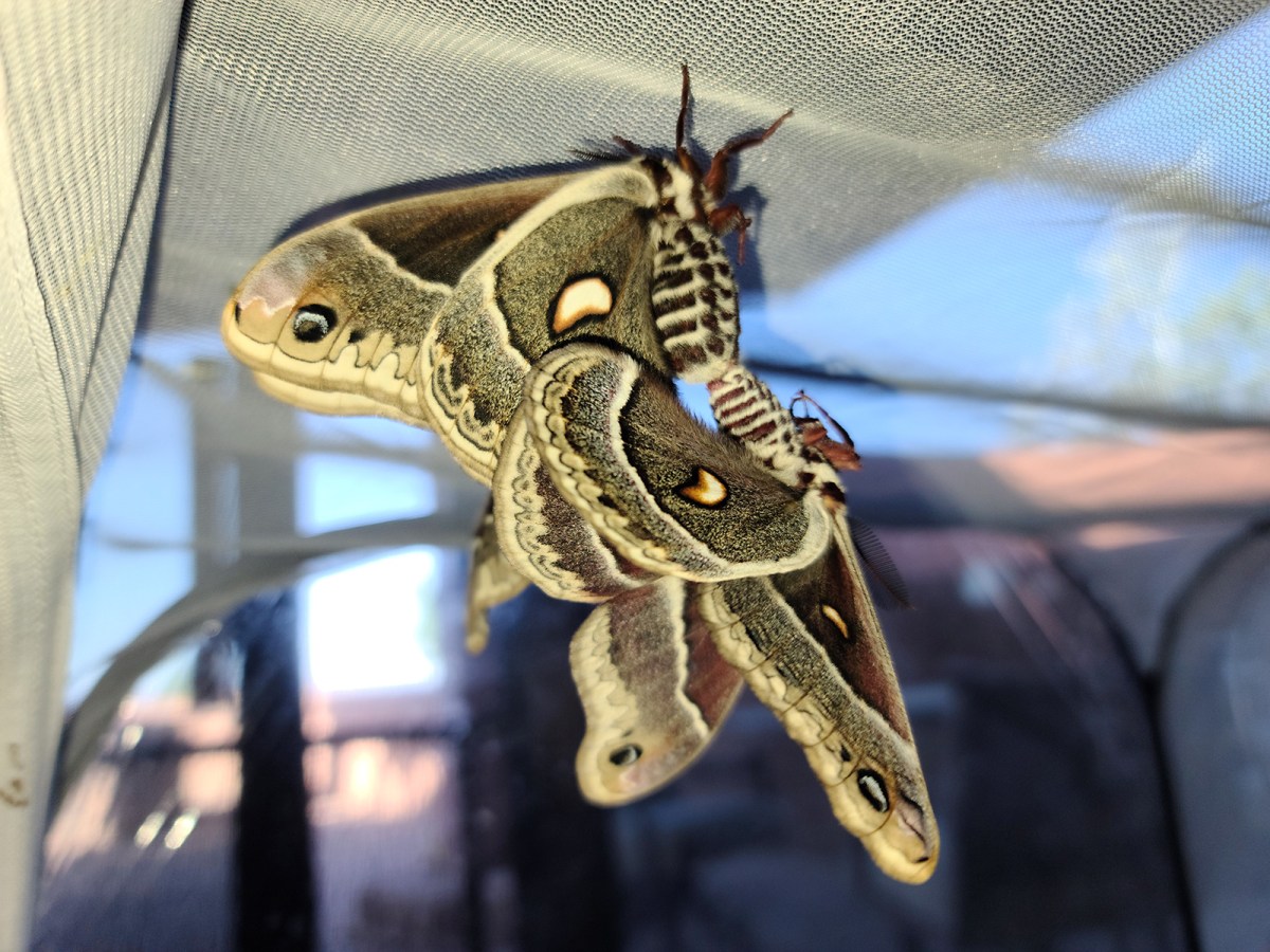 Mating Moths