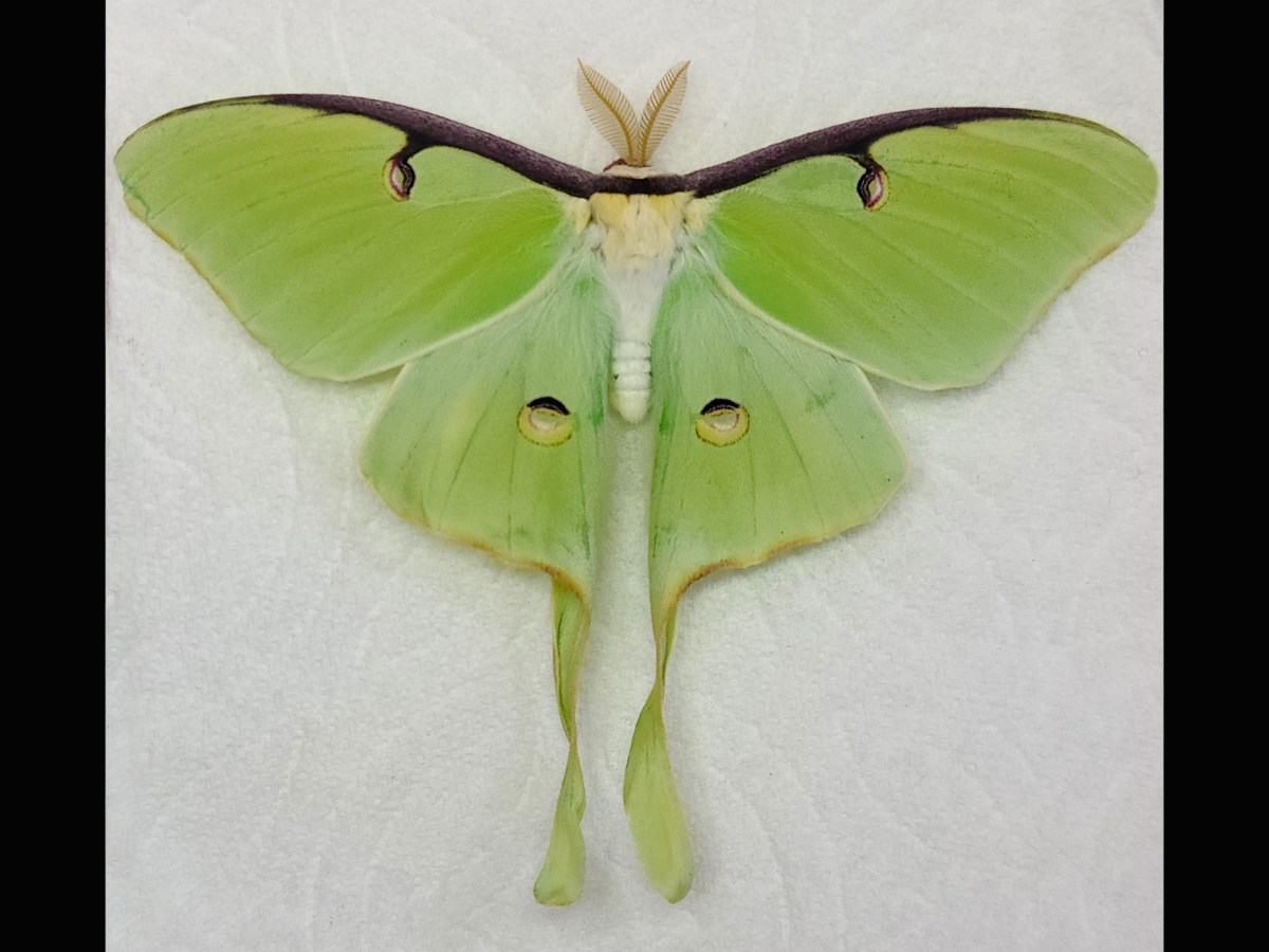 Raising Luna Moths