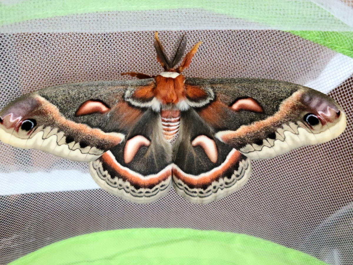 Basic Overview – How to Raise Giant Silk&nbsp;Moths