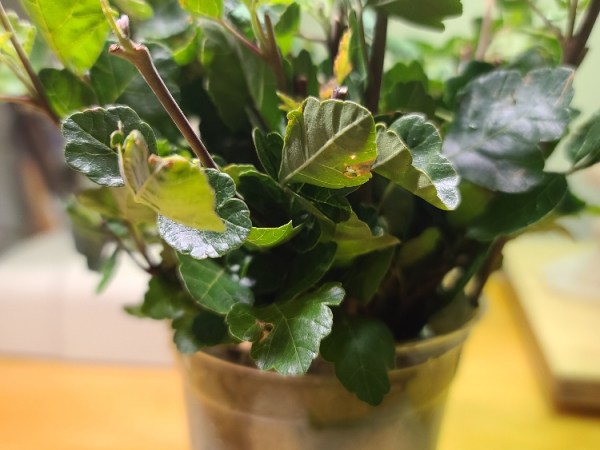 How to Disinfect Cages, Equipment, Leaves, and Eggs  when Raising Caterpillars&nbsp;Indoors.