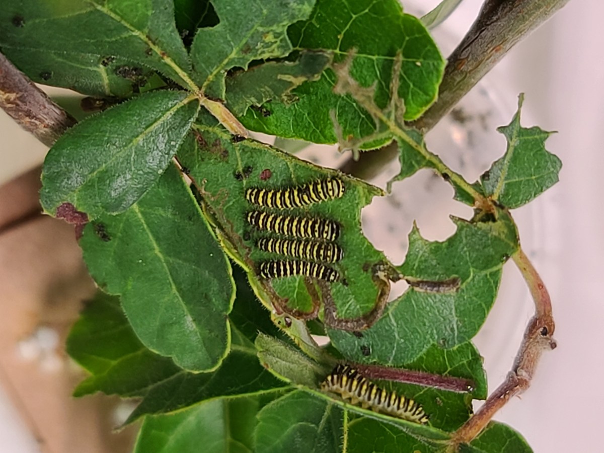 Larger Box for Prometheas with Humidity&nbsp;Check