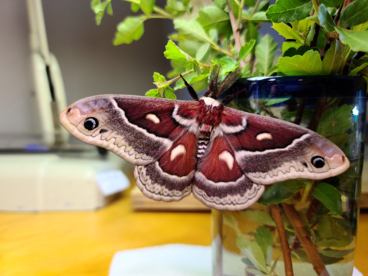 Raising Glover’s Silkmoth