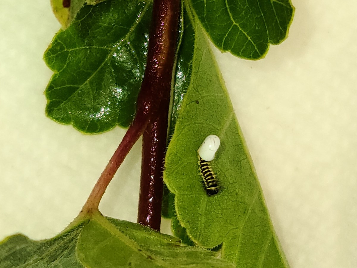 Hatching Promethea Silk Moths&nbsp;Today