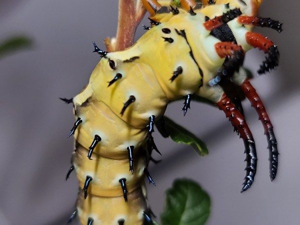 Video: Raising Hickory Horned Devil&nbsp;Caterpillars