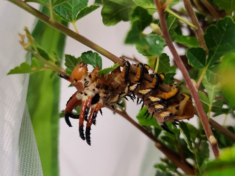 Great Event for Entomology&nbsp;Enthusiasts