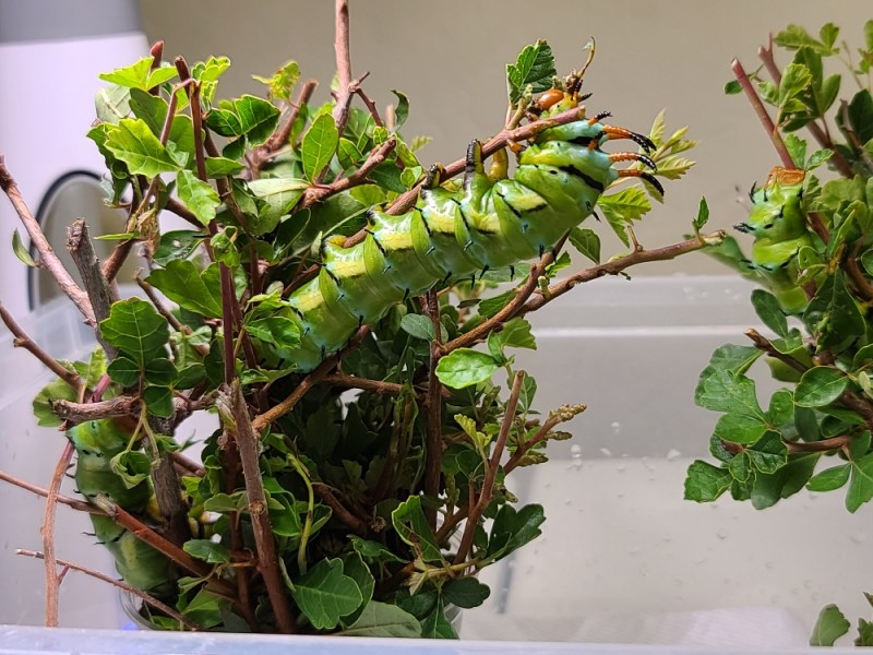 Raising Giant Silk Moths – 6 Part Live Stream Video&nbsp;Series